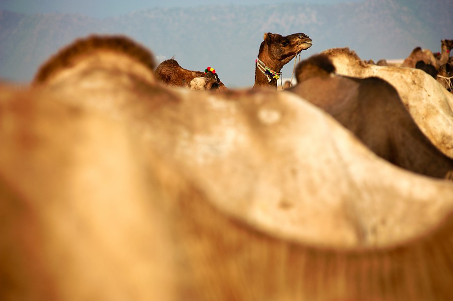 Pushkar Camel Fair - Zdjęcie 4 z 36